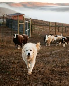 Great Pyrenees Livestock, Farm Dogs Aesthetic, Ranch Dogs Breeds, Great Pyrenees Puppy Aesthetic, Farm Dog Aesthetic, Great Pyrenees Aesthetic, Dog Farm, Pyrenean Mountain Dog, Pyrenees Dog