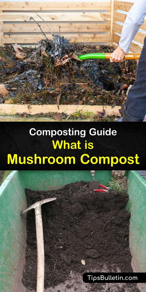 Discover how to make fresh mushroom compost or mushroom substrate while growing mushrooms. Like a regular compost pile, mushroom compost contains organic matter that improves soil health and promotes healthy plant growth. #mushroom #compost Mushroom Substrate, Composting Methods, Mushroom Compost, Seed Starting Soil, Compost Pile, How To Make Compost, Compost Soil, Garden Mushrooms, Compost Tea