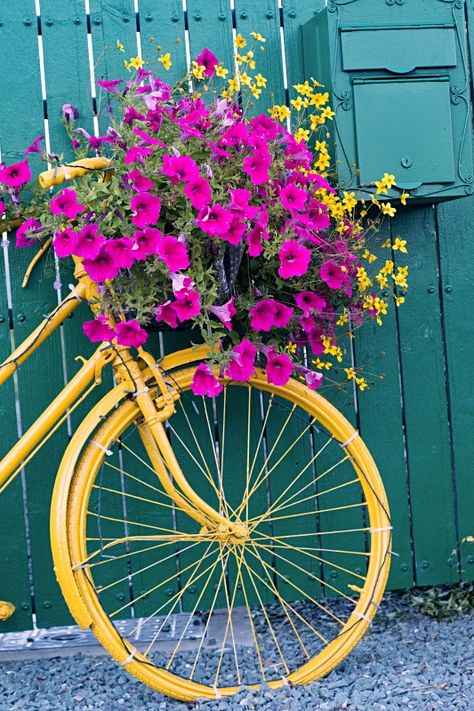 Bike Flower Basket, Vintage Bicycles With Flowers, Bicycle With Flowers In Basket, Yellow Fence, Pretty Bicycle, Bicycle With Flowers, Frosted Mason Jars, Garden Front Of House, Yellow Bicycle