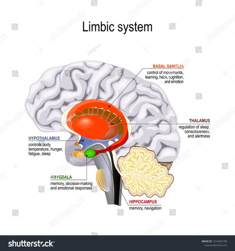 limbic system. Cross section of the human brain. Anatomical components of limbic system: Mammillary body, basal ganglia, pituitary gland, amygdala, hippocampus, thalamus, cingulate gyrus #Ad , #spon, #Anatomical#brain#Mammillary#components Hypocampus Brain, Limbic System Brain, Anatomical Brain, Basal Ganglia, Adrenal Support, Limbic System, Brain Anatomy, Pituitary Gland, The Human Brain