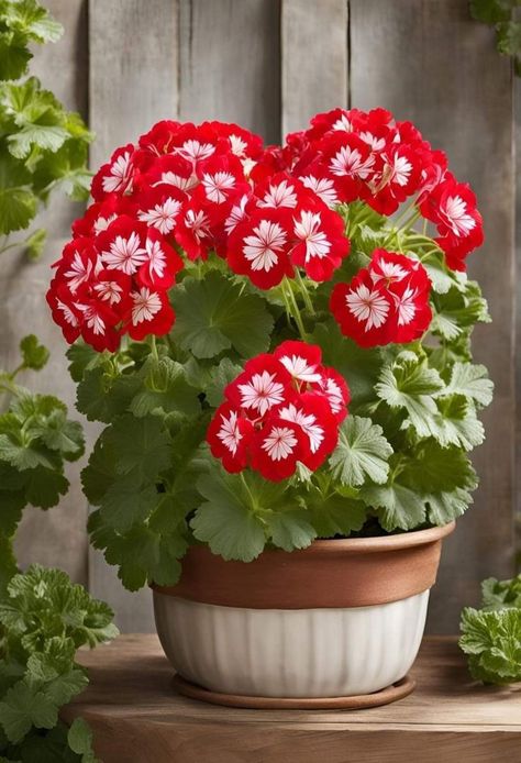 Flower Garden Pictures, Geraniums Garden, Rockery Garden, Rose Garden Design, Orchid Cactus, نباتات منزلية, Terrace Garden Design, Geranium Flower, Plant Care Houseplant