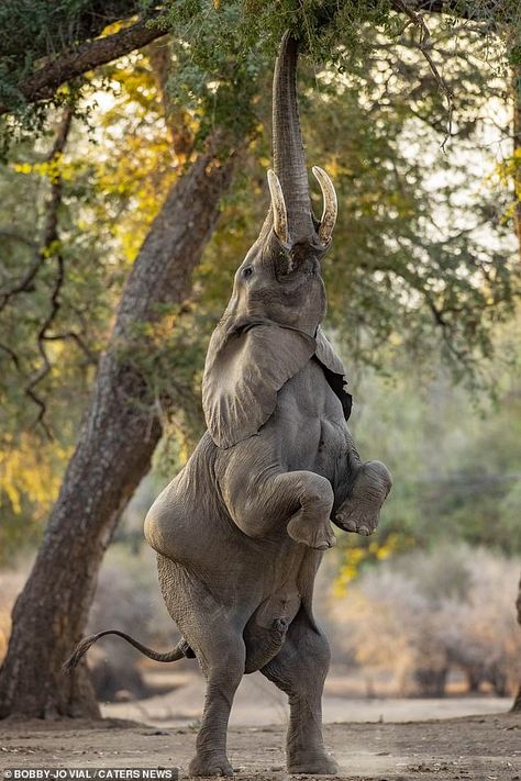 Between 10,000 and 15,000 elephants are slain every year it is believed, rapidly diminishi... African Elephant Photography, Elephant Drawings, Crochet Pattern Elephant, Forest Elephant, Drawing Elephant, Elephant Crochet Pattern, Elephant Photo, Tattoo Elephant, African Forest Elephant