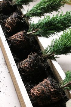 tiny trees in window boxes to last the winter | gardenista Tiny Eurocypress trees. Winter Window Boxes, Christmas Window Boxes, Fall Window Boxes, Tiny Trees, Fall Windows, Balkon Decor, Winter Planter, Window Box Flowers, Window Planters