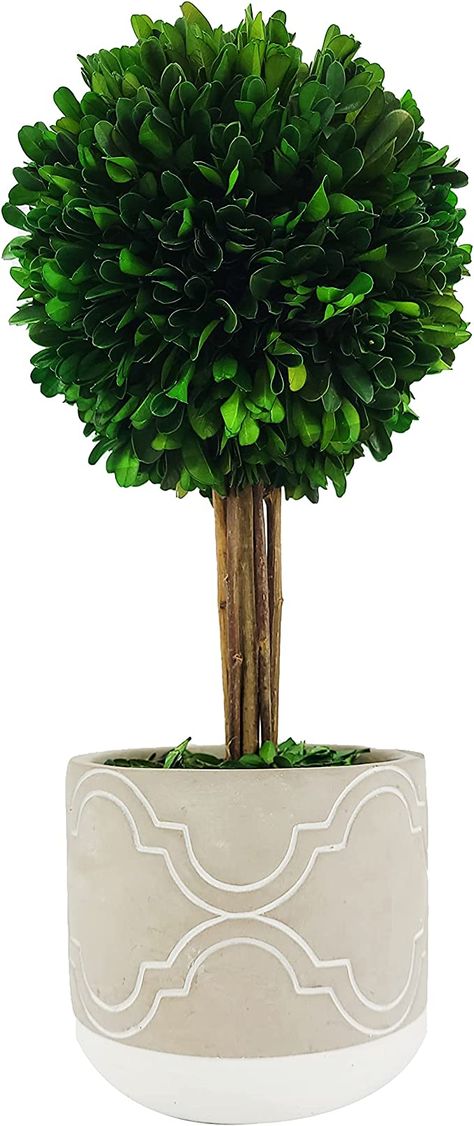 Amazon.com: Galt International - Natural Preserved Boxwood Topiary in Cement Pot - Real Preserved Plant and Table Centerpiece - Stunning Greenery and Plant Decor for Home | (14" Tall / 5.9" Topiary) : Patio, Lawn & Garden Preserved Boxwood Topiary, Amazon Wedding Registry, Amazon Wedding, Boxwood Balls, Preserved Boxwood, Boxwood Topiary, Topiary Trees, Cement Pots, Wedding Registry