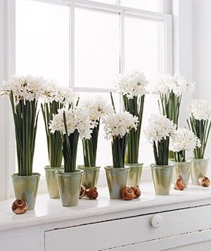 Paperwhites are gorgeous, inexpensive and a simple way to decorate during the holidays. Paper Whites, Narcissus Bulbs, Chic Holiday, Winter Wedding Inspiration, Growing Flowers, Garden Center, Decoration Design, Window Sill, Winter Wedding