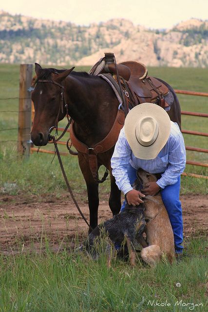 . Cowboy Pics, Western Pics, Cowboys And Angels, Cowboy Life, Cowboy Stuff, Real Cowboys, Red Heeler, Australian Cattle Dogs, Cowgirl And Horse