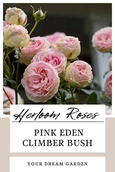 Heirloom Roses Pink Eden Climber Rose Plant Eden Climber Rose, Climbing Rose Garden, Eden Climbing Rose, Pink Rose Bush, Eden Rose, Rose Plant, Heirloom Roses, Roses Pink, Planting Roses