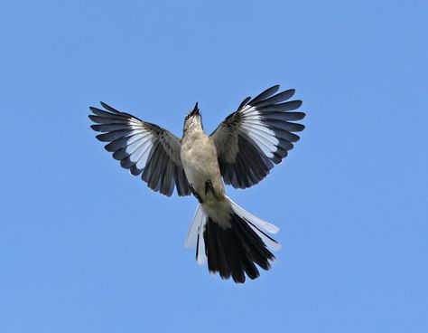 17 Best images about Mockingbirds ❤ on Pinterest | To kill a ... Mockingbird Tattoo, Tattoo Leaves, Northern Mockingbird, Feather With Birds Tattoo, Little Bird Tattoos, Tiny Bird Tattoos, Love Birds Painting, Mocking Birds, Black Bird Tattoo