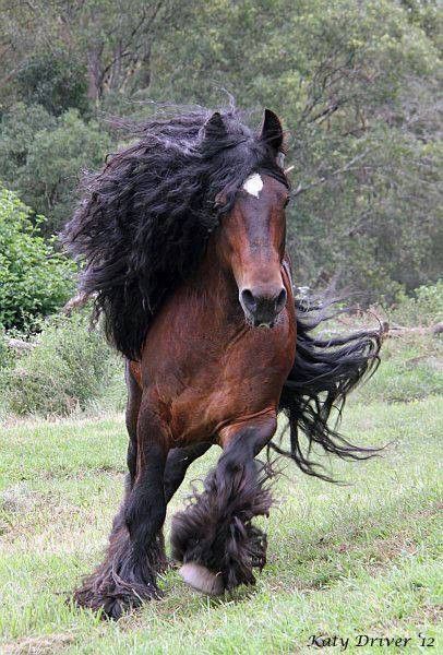 Drum Horse Big Horses, Most Beautiful Horses, Friesian Horse, Majestic Horse, All The Pretty Horses, Majestic Animals, Draft Horses, Cute Horses, Pretty Horses