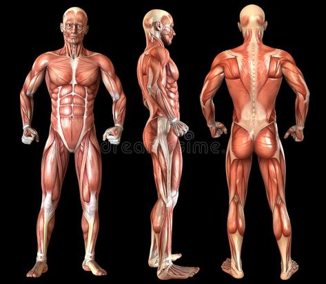 Human anatomy full body muscles. Muscle groups of a fully grown male / man. Fron , #ad, #Muscle, #muscles, #fully, #groups, #anatomy #ad Leg References, Neck Muscle Anatomy, Body Muscle Anatomy, Human Torso, Human Pose, Human Muscle Anatomy, Art Anatomy, Human Back, Body Muscles