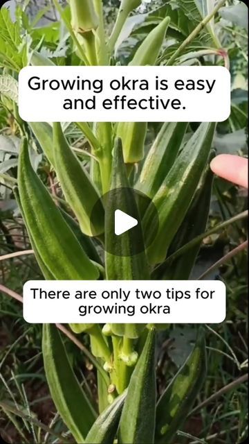 Growing Okra, Okra Plant, Garden Design Ideas, Growing Food, Okra, Gardening Ideas, Planting, Garden Design, Design Ideas