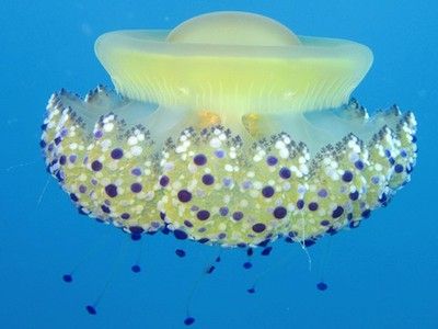 Lonely Jellyfish Produces Hundreds of Clones of Itself Jellyfish Facts, Creature Marine, Sea Jellies, Colorful Jellyfish, Fauna Marina, Dangerous Animals, Underwater Creatures, Underwater Life, Beautiful Fish