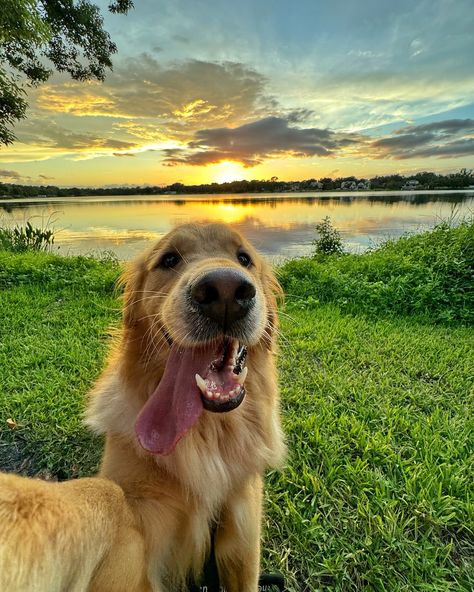 Did you even go see the sunset if you didn’t take a selfie??? #dogselfie #dogsofinstagram #dogsoforlando #floridasunset #goldenhour #goldenretriever Dog Taking Selfie, Dog Moodboard, Animal Selfie, Animal Selfies, Silly Animal Pictures, Dogs Aesthetic, Cutee Animals, Dog Aesthetic, Take A Selfie