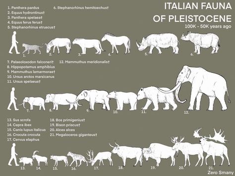 About 100 thousand years ago the Italian fauna was much more diversified than the present one: we had animals still existing today, such as hippos, leopards, lions, hyenas and moose; we had endemic dwarf elephants, inhabitants of the European Pleistocene megafauna such as cave bears and lions, the Megaloceros, the steppe bison and the mammoth, as well as various types of rhinoceros. Diversity that with the end of the ice ages and with the arrival of mankind has gradually decreased more and more. Cave Hyena, Pleistocene Megafauna, Pleistocene Animals, Stone Age Animals, Ice Age Animals, Prehistoric Mammals, Cave Bear, Prehistoric Wildlife, Prehistoric World