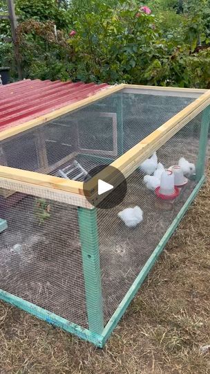 23K views · 20K reactions | It’s time again for our diy outdoor run🥰
.
.
.
#chicks #coop #chickencoop #diy #selfmade #babychicks #chickens #chickensofinstagram #chickensofig #cutechicks #cute #babyanimals #paulas_chicks #silkies | paulas chicks | paulas_chicks · Original audio Chicken Coop Designs Diy Cheap, Chicken Coops Homemade, Chicken House Diy, Chicken Runs And Coop, Chicken Home, Wooden Cart, Chicken Ideas, Chicken Runs, Chicken House