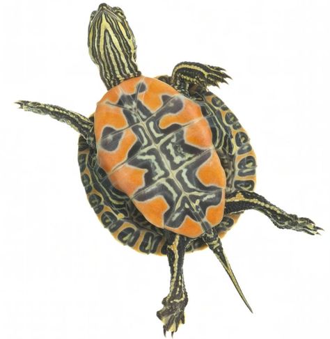 Western Painted Turtle (Chrysemys picta bellii) - Species Profile Western Painted Turtle, River Turtle, Trippy Tattoo, Water Turtle, Painted Turtle, Shell Tattoos, Turtle Drawing, Flash Tattoo Designs, Turtle Tattoo