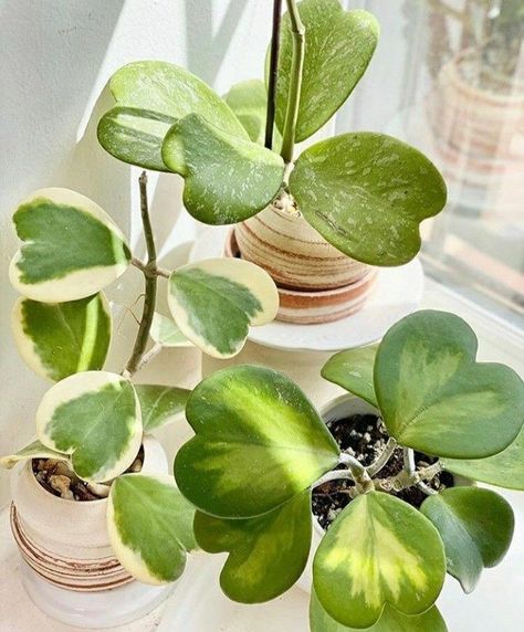 Houseplant Inspiration, Variegated Hoya, Hoya Kerrii, Hoya Plant, Plant Wishlist, Lucky Plant, Inside Plants, Climbing Vines, Favorite Picture