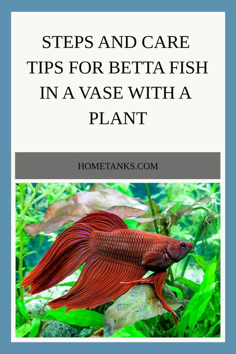 A betta fish can live happily in a vase with a plant with some rocks or gravel for stability and spots for them to hide. This article will guide you with steps and care tips for betta fish in a vase with a plant. #bettafish #freshwaterfish Beta Fish Vase Ideas Plants, Betta Vase With Plant, Beta Fish With Plants, Peace Lily Beta Fish Vase, Betta Fish Vase With Plant, Betta Fish Tank With Live Plants, Beta Fish Tank Ideas Plants Peace Lily, Betta Fish Tank Plants, Betta Fish Terrarium