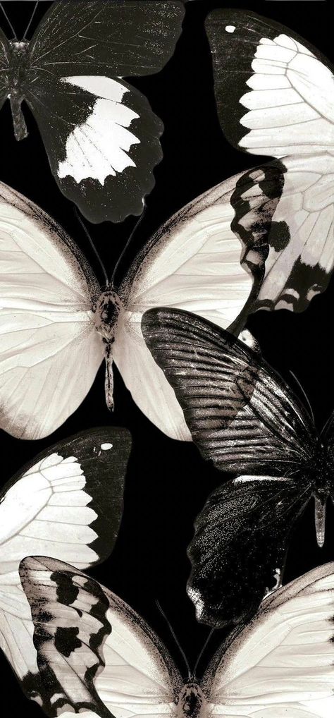 Butterflies Wallpaper Black, Black And White Phone Wallpaper Aesthetic, Jellyfish Iphone Wallpaper, Butterfly Vintage Wallpaper, B&w Wallpaper, B&w Aesthetic, Black And White Butterfly Wallpaper, Butterfly Wallpaper Black, Black Lockscreen Aesthetic