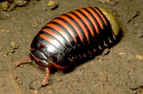 Pill Millipede, Madagascar Pill Millipede, Potato Bugs, Spider House, Weird Insects, Woodlice, Convergent Evolution, Spider Species, Centipedes, Beautiful Bugs