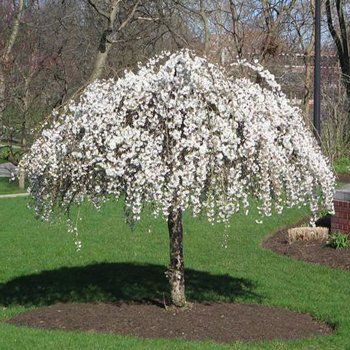 Flowering Trees & Small Ornamental Trees Perfect for Your Area | Fast Growing Trees Small Ornamental Trees, Weeping Trees, Weeping Cherry Tree, Weeping Cherry, Trees For Front Yard, Flowering Cherry Tree, Landscaping Trees, Fast Growing Trees, Garden Shrubs