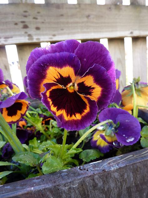 Purple & Orange Pansy Orange Pansies, Orange Pansy, Pansy Tattoo, Flowers Pics, Gifts 2022, Purple Plants, Purple Pansy, Pansies Flowers, Low Maintenance Plants