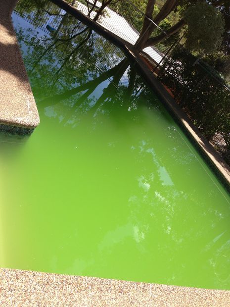 How to Turn a Green Pool to Blue Pool Cleaning Tips, Green Pool, Useful Projects, Pool Blue, Blue Pool, Green To Blue, Pool Maintenance, Pool Cleaning, How To Turn