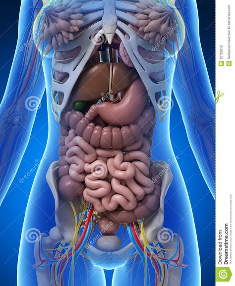 Organs Of The Body Anatomy, Body Anatomy Organs, Intestines Anatomy, Human Anatomy Female, Getting Rid Of Gas, Anatomy Illustration, Human Digestive System, Human Body Organs, Basic Anatomy And Physiology