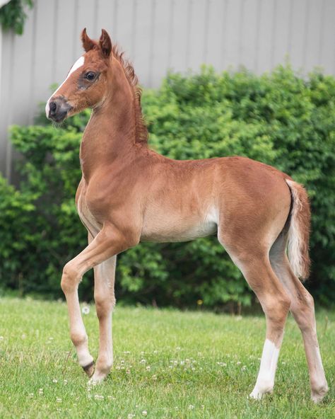 Foal Reference, American Saddlebred Horses, Horse Foal, Horse Coat Colors, Cute Horse Pictures, American Saddlebred, Horse Inspiration, Custom Horse, Horse Drawings