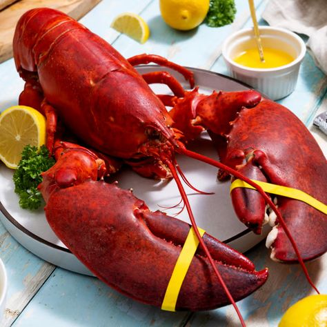 Purchase the right jumbo lobster How To Cook Steamers, Boiled Lobster Recipes, Maine Desserts, Boiled Lobster, Steak Gift, Lobster Cake, Gourmet Steak, Giant Lobster, Lobster Boil