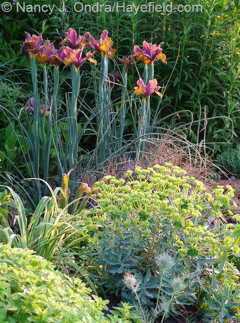 Iris hollandica 'Lion King' Dutch Iris Garden Ideas, Iris Garden Ideas, Dutch Iris, Scent Garden, Landscape Gardening, Prairie Garden, Shade Gardens, California Garden, Iris Garden