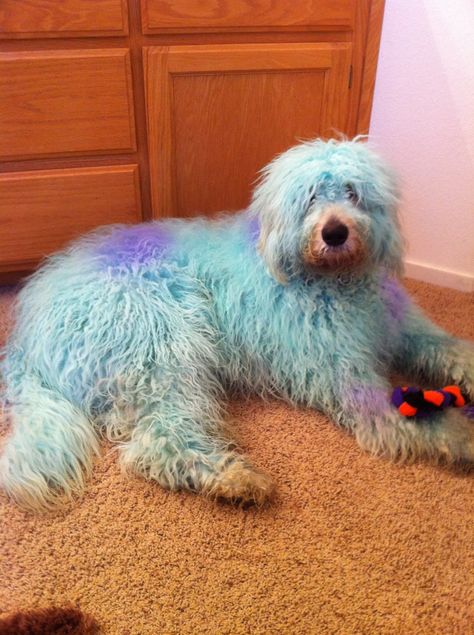 charlies halloween costume :) sully Halloween Costumes For Goldendoodles, Halloween Costumes Monsters Inc, Disney Dog Costume, Sully Costume, Funny Pet Costumes, Sully Monsters Inc, Nail Board, Clever Halloween Costumes, Dog Picture