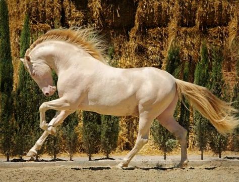 21 Horses With The Most Beautiful & Rare Colors In The World – Page 13 of 21 ~ Perlino Horses Perlino Horse, Rare Horses, Pinto Horse, Golden Horse, Andalusian Horse, Most Beautiful Horses, Majestic Horse, Brown Horse, Clydesdale