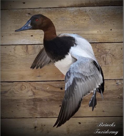 Canvasback Duck Mount, Duck Mount Ideas, Duck Taxidermy, Duck Hunting Decor, Duck Mounts, Waterfowl Taxidermy, Duck Mount, Bird Taxidermy, Taxidermy Decor