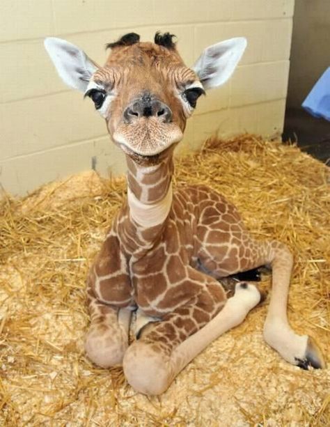 Baby Animals Pictures, Super Cute Animals, Baby Animals Funny, Baby Giraffe, Cute Wild Animals, Cute Animal Photos, Cute Animal Pictures, Sweet Animals