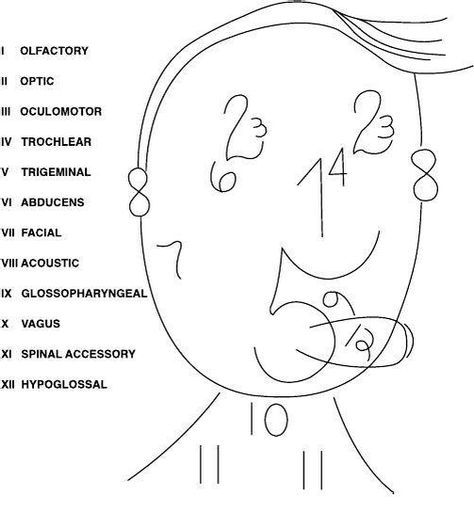 Nervus Vagus, Nursing Fun, Nursing Mnemonics, Nursing School Survival, Cranial Nerves, Nursing School Studying, Nursing School Tips, Medical School Studying, Nursing School Notes