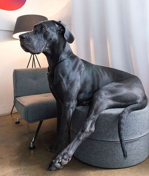 Great Dane Crate, Grey Great Dane, Great Dane Colors, Black Great Dane, Black Great Danes, Blue Great Danes, Tattoo Animal, Tallest Dog, Dane Puppies