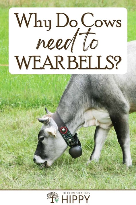 Cows wear bells so their owners know their whereabouts, and can find them when lost. #cows #cattle #homesteading Dairy Cow Breeds, Cow Care, Raising Cows, Milking Cow, Dexter Cattle, Milking Cows, Raising Cattle, Raising Farm Animals, Dairy Recipes