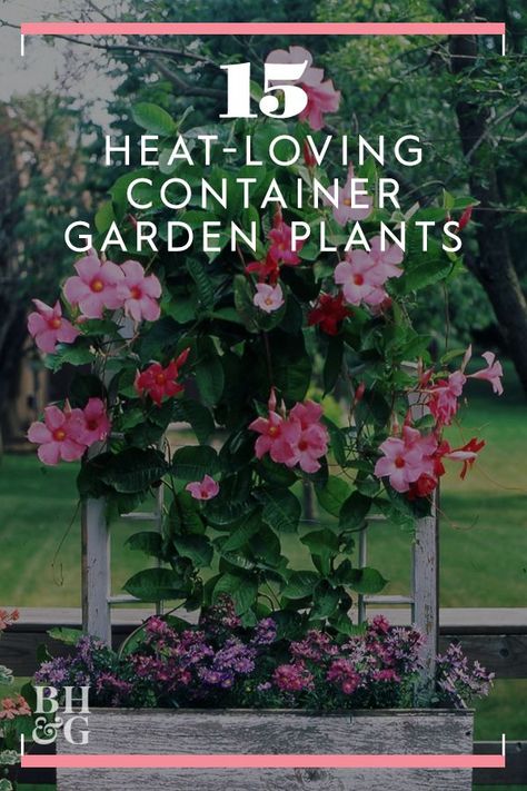 Full Sun Container Plants, Heat Tolerant Plants, Summer Planter, Porch Plants, Growing Vines, Potted Plants Outdoor, Full Sun Plants, Balcony Plants, Garden Plans