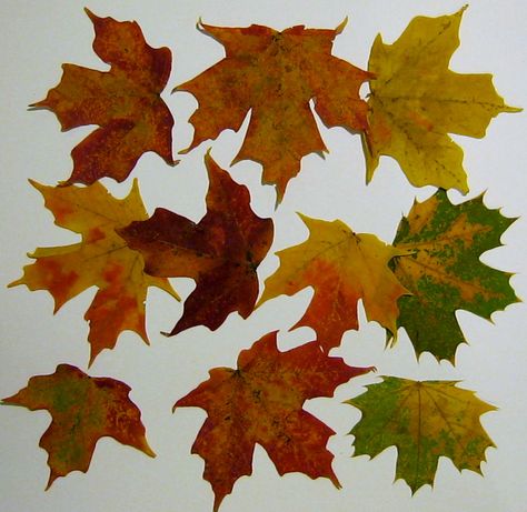 How to use Autumn Leaves in Pressed Flower Crafts Copper Tape, Leaf Projects, Autumn Leaf Color, Pressed Flower Crafts, Craft Board, Pressed Leaves, Dry Leaf, Thanksgiving Crafts, Fall Cards