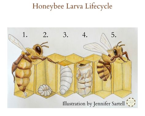 Bee Life Cycle, Backyard Bee, Bee Activities, Garden Deco, Garden Art Projects, Bee Crafts, Late Spring, Bee Art, Homeschool Science