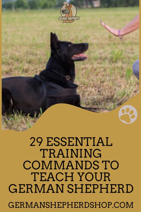 German Shepherd Training Tips Teaching, German Shepherd Training Videos, German Shepherd Training Tips, Training German Shepherd Puppies, German Shepard Training, German Shepherd Puppy Training, Training German Shepherd, Gsd Training, Ddr German Shepherd