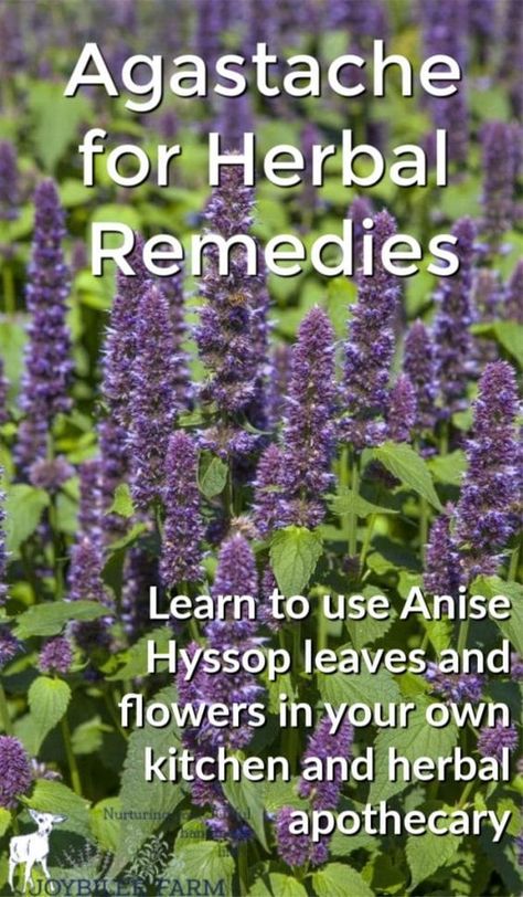 Homemade Apothecary, Agastache Foeniculum, Korean Mint, Herbal Flowers, Herbal Pharmacy, Apothecary Garden, Perfect Yard, Anise Hyssop, Herbal Tea Garden