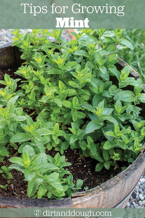 How to Grow Mint Outdoors - 8 Tips and Tricks Growing Asparagus From Seed, How To Grow Mint, Grow Asparagus, Grow Mint, Mint Plant, Growing Asparagus, Growing Mint, Mint Water, Apple Mint