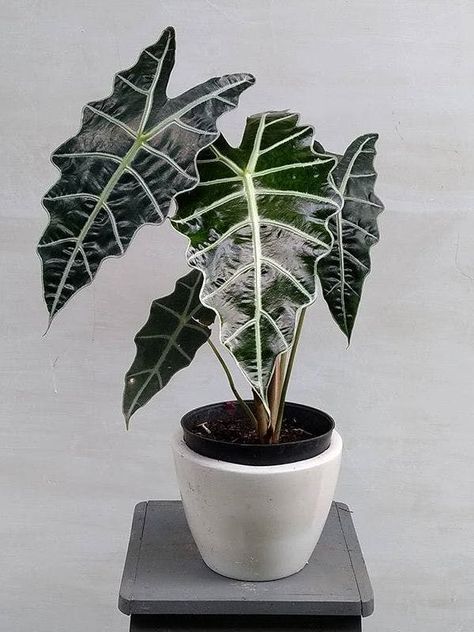 Tropical Plants Indoor, Alocasia Plant, Calathea Plant, Plant Indoor, Beautiful Flowers Photos, African Mask, Garden Animals, Plant Therapy, Interior Plants