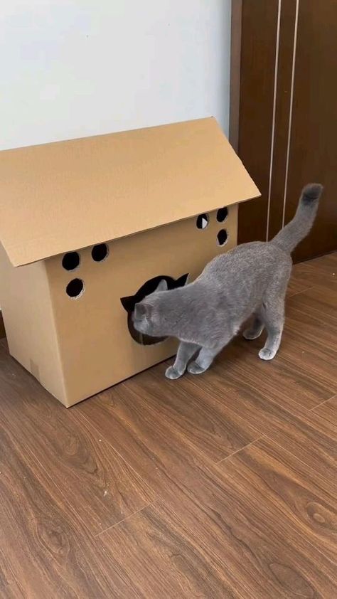 Favorite box Cardboard Cat House, Homemade Cat Toys, Cat Patio, Cat House Diy, Diy Cat Toys, Cat Hacks, Homemade Cat, Cat Box, Animal Projects