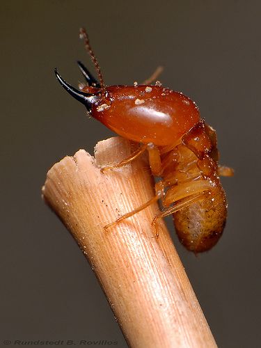 Termite Queen Art, Flying Termites, Roach Infestation, Pest Control Pictures, White Ant, Termite Prevention, Ant Photo Macro Photography, Termite Control, Bees And Wasps