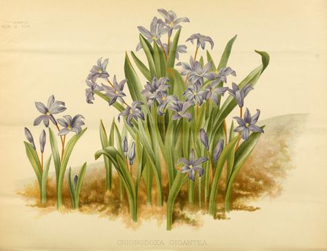 Chionodoxa luciliae : Glory of the Snow Gertrude Robinson, William Robinson, Glory Of The Snow, Weekly Journal, Snow Flower, Botanical Illustrations, Botanical Illustration, Horticulture, The Snow