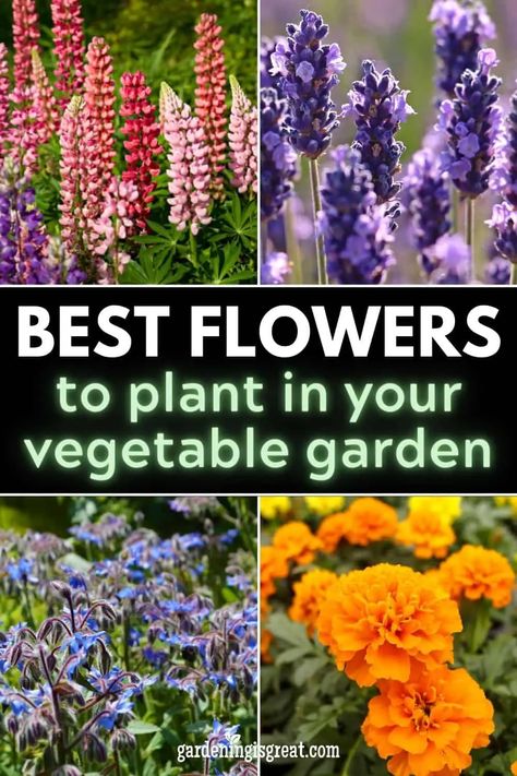 Flowers You Should Plant in Your Vegetable Garden | Gardening is Great