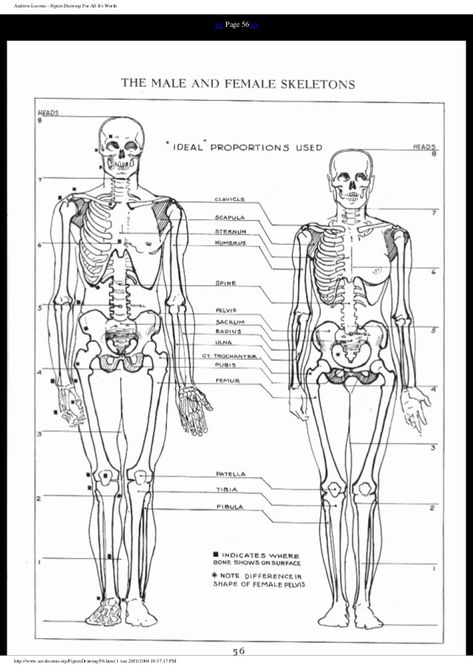 Andrew Loomis - Loomis Figure Drawing The Human Skeleton, Male Skeleton, Female Skeleton, Human Skeleton Anatomy, Male Vs Female, Anatomy Bones, Skeleton Anatomy, Skeleton Drawings, Anatomy Sculpture